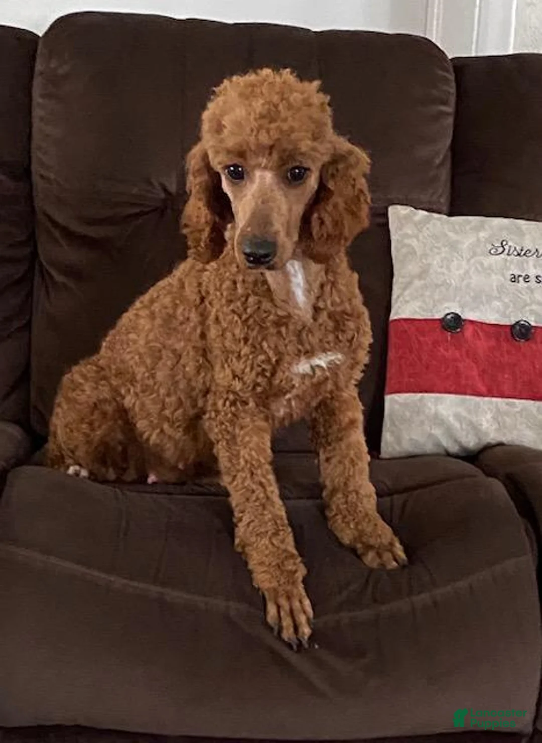 Cavapoo dogs for sale: Buddy - Ad 7