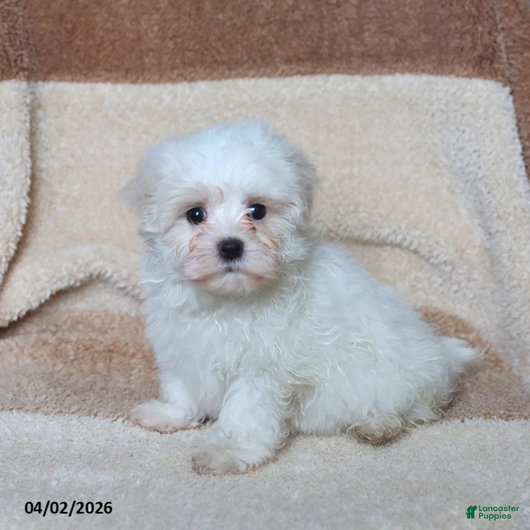 Maltese dogs for sale: Sugar - Ad 2