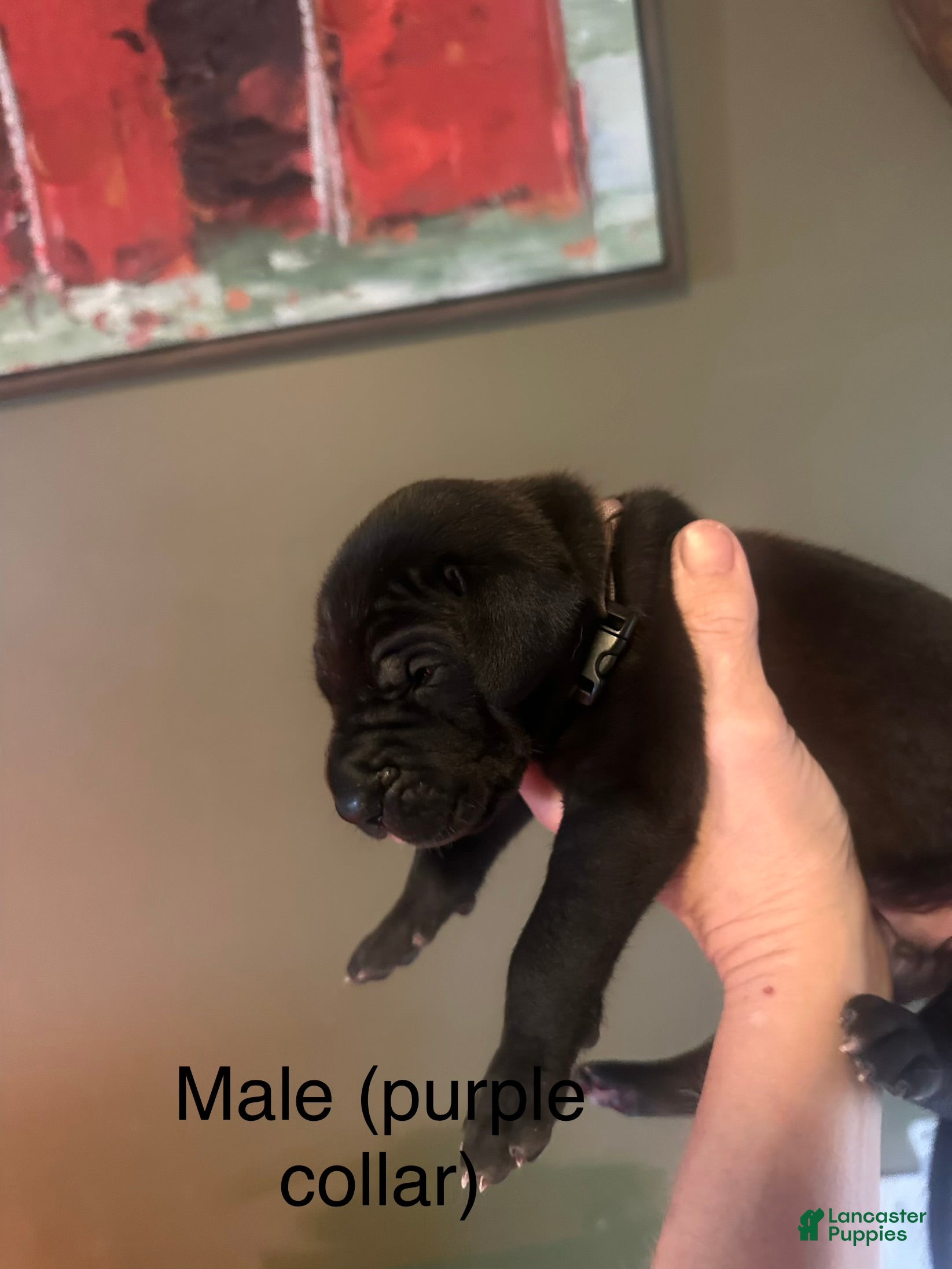 Great Dane dogs Great Dane 1 - Ad 2