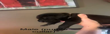 Great Dane 1