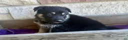 German Shepherd dogs for sale: MJ - Ad 13