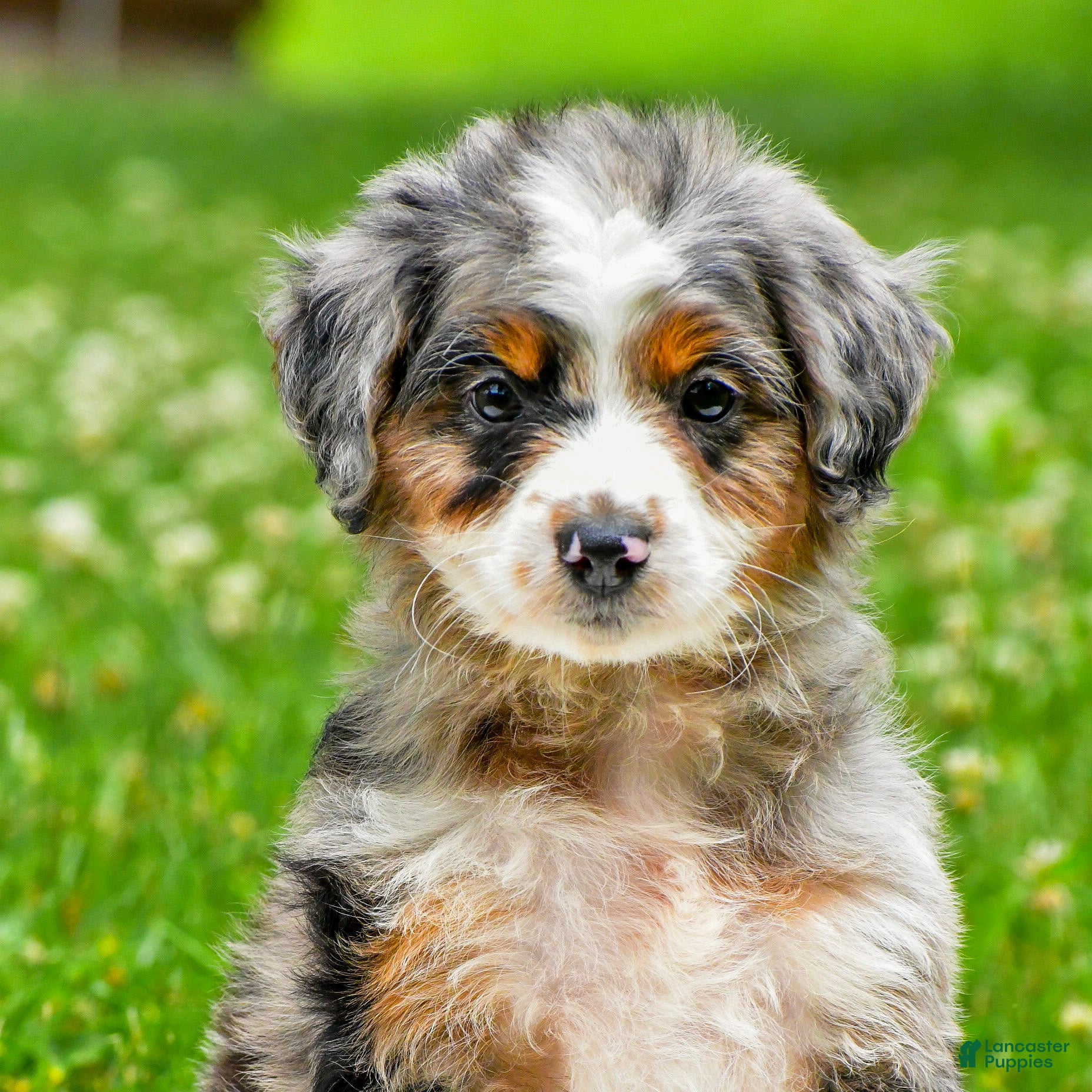 Mini Aussiedoodle dogs Gavin - Ad 2