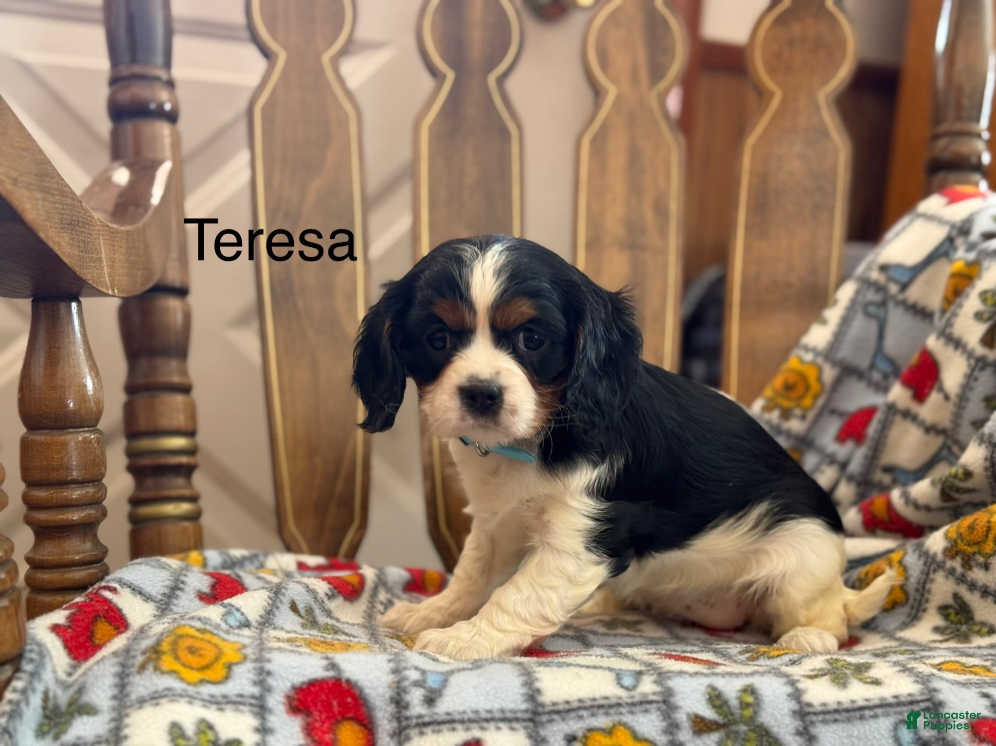 Cavalier King Charles Spaniel dogs Teresa - Ad 42