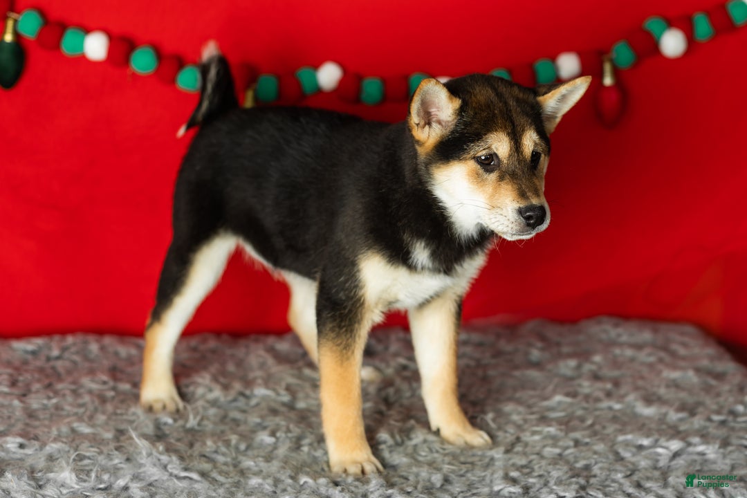 Shiba Inu dogs for sale: Lacy  - Ad 5