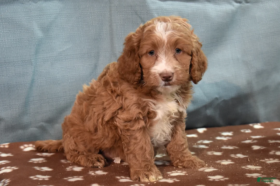 Cockapoo dogs for sale: Chad - Ad 2