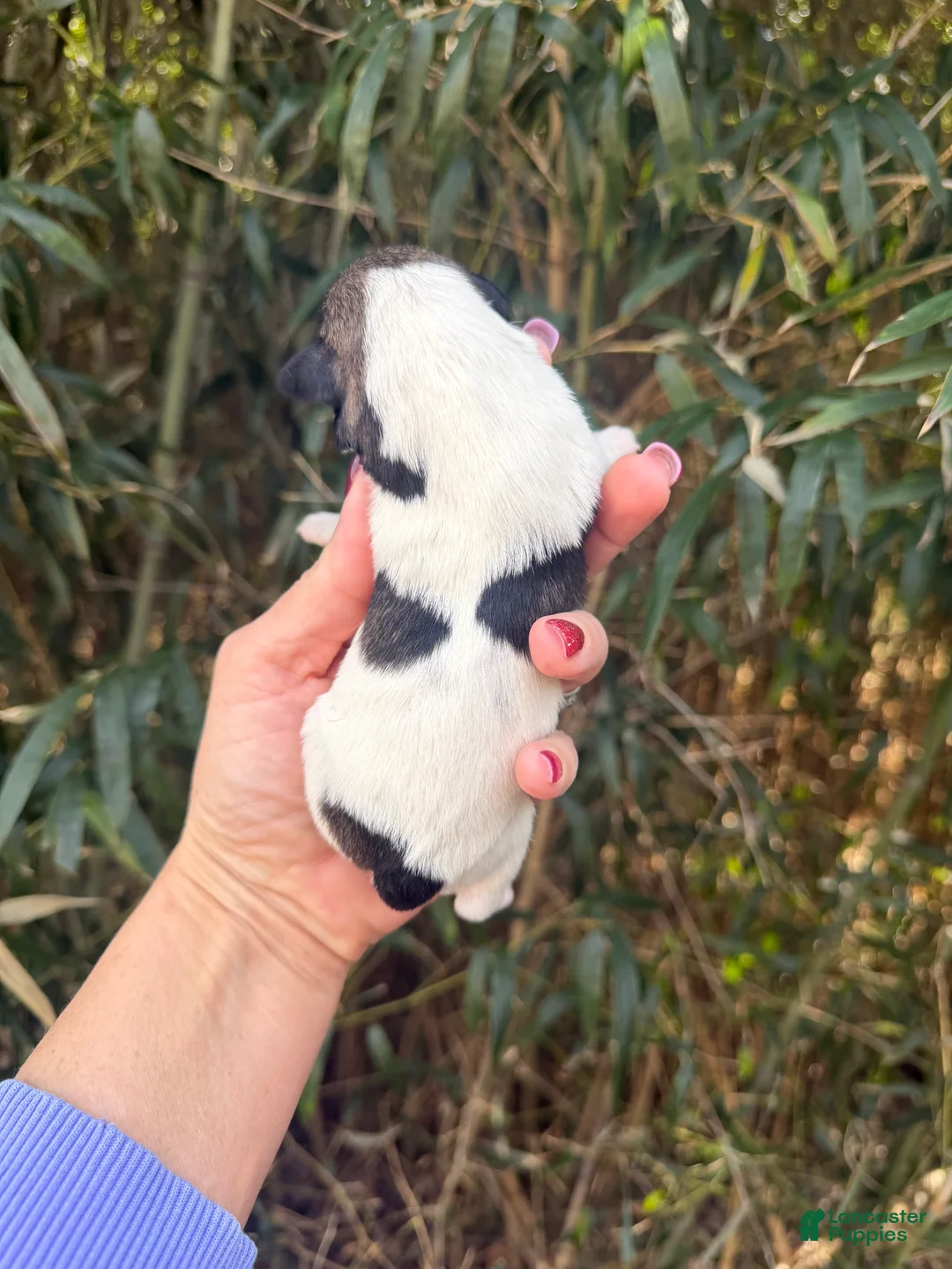 Miniature Schnauzer dogs for sale: Miniature Schnauzer Puppy 2 - Ad 2