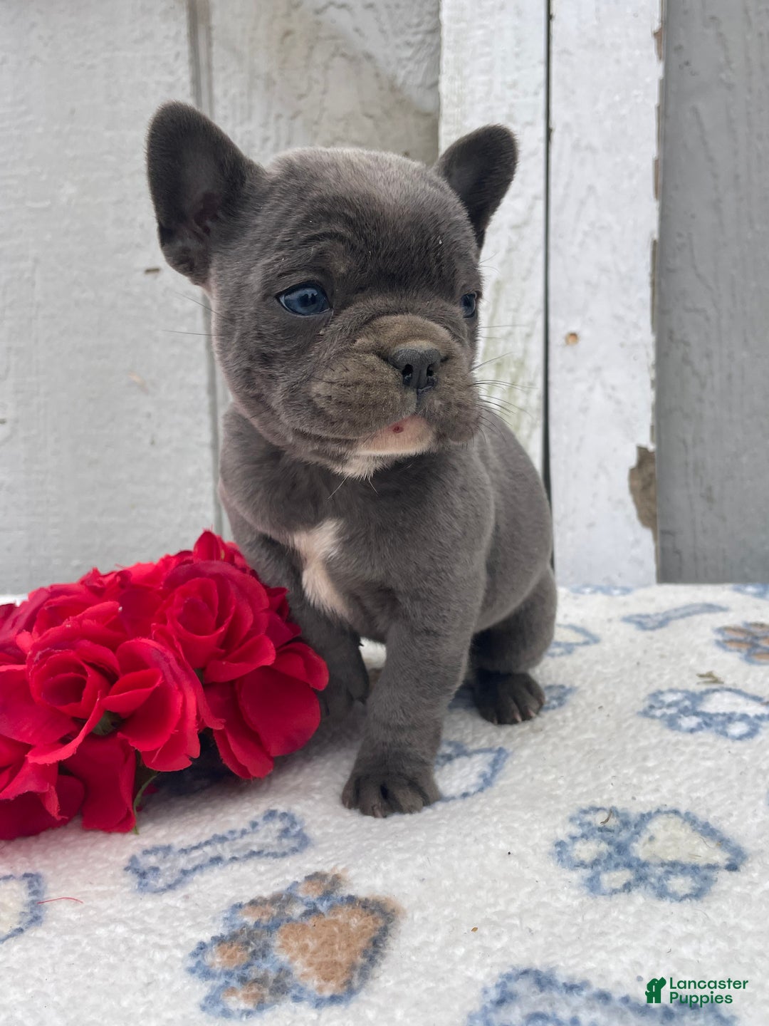 French Bulldog dogs for sale: Cooper - Ad 2