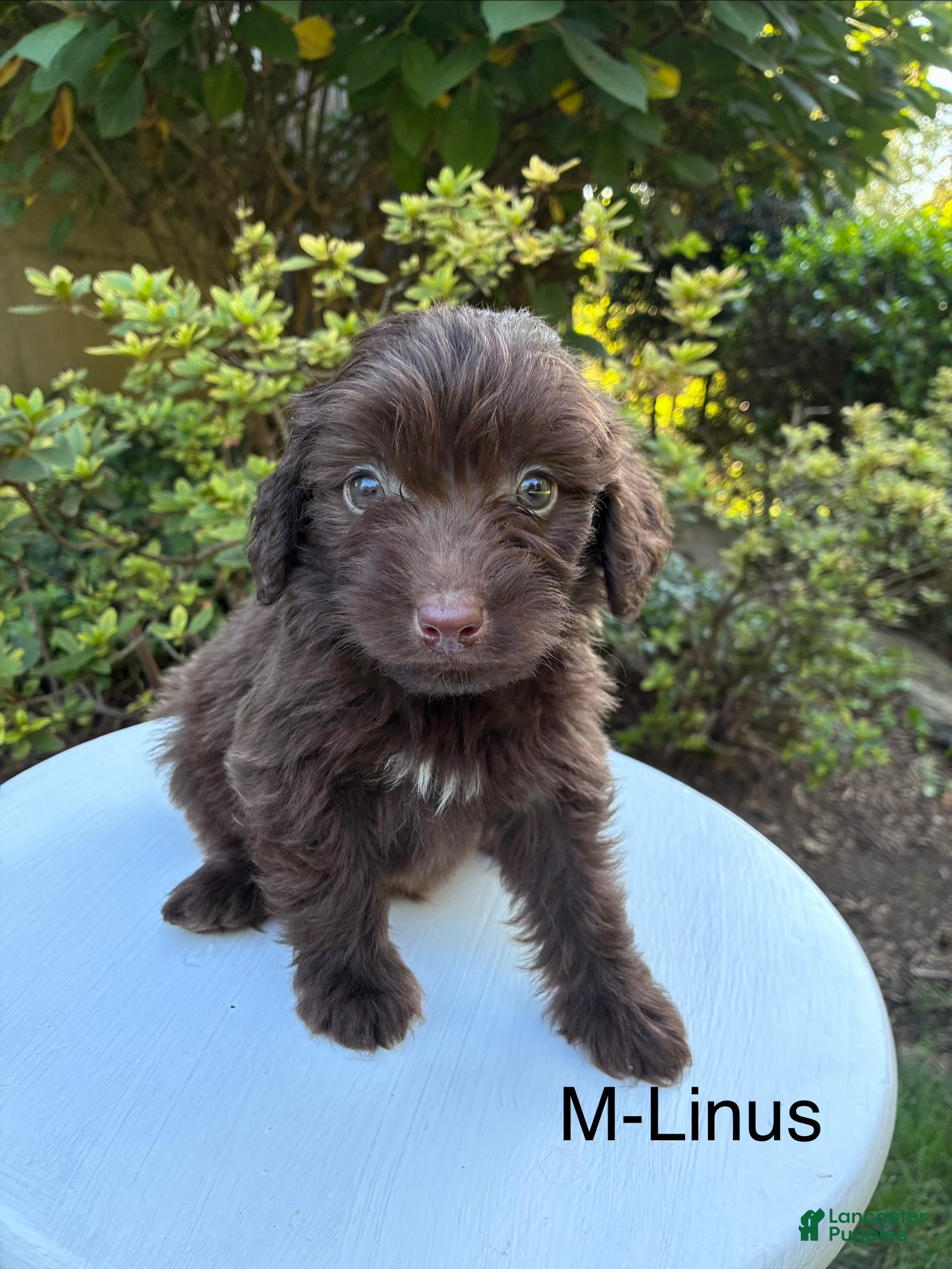 Aussiedoodle dogs Linus  - Ad 20