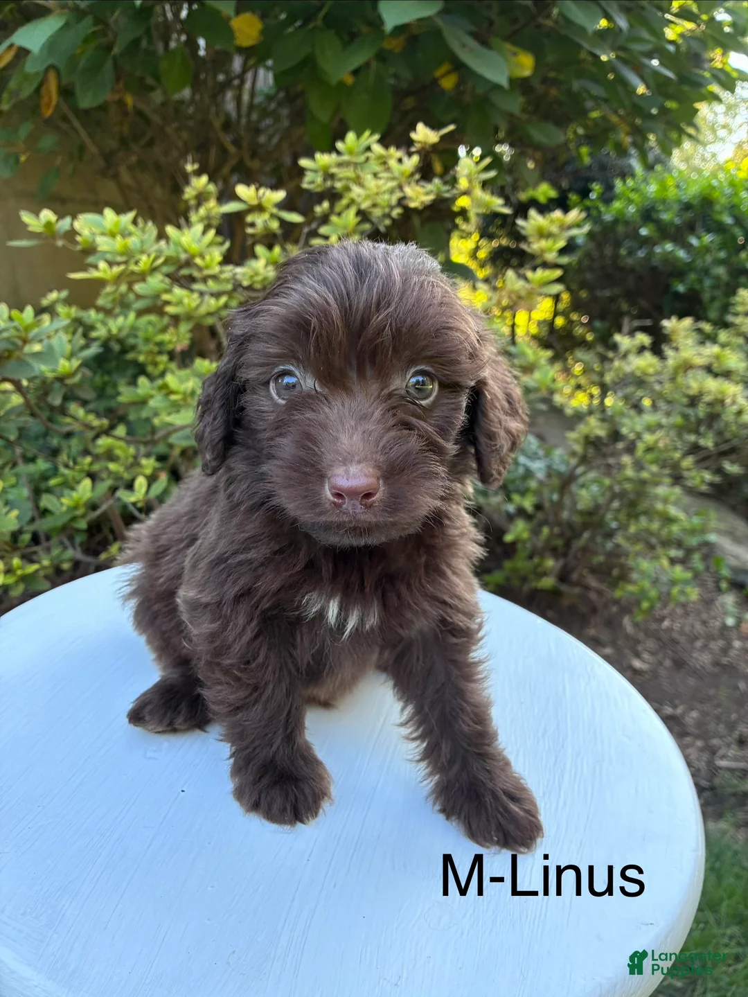 Aussiedoodle dogs for sale: Linus  - Ad 1