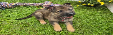 German Shepherd 4