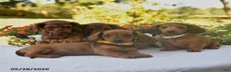 Dachshund dogs for sale: Oscar - Ad 5