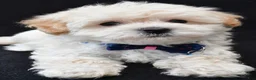 Maltipoo dogs for sale: Vince - Ad 5