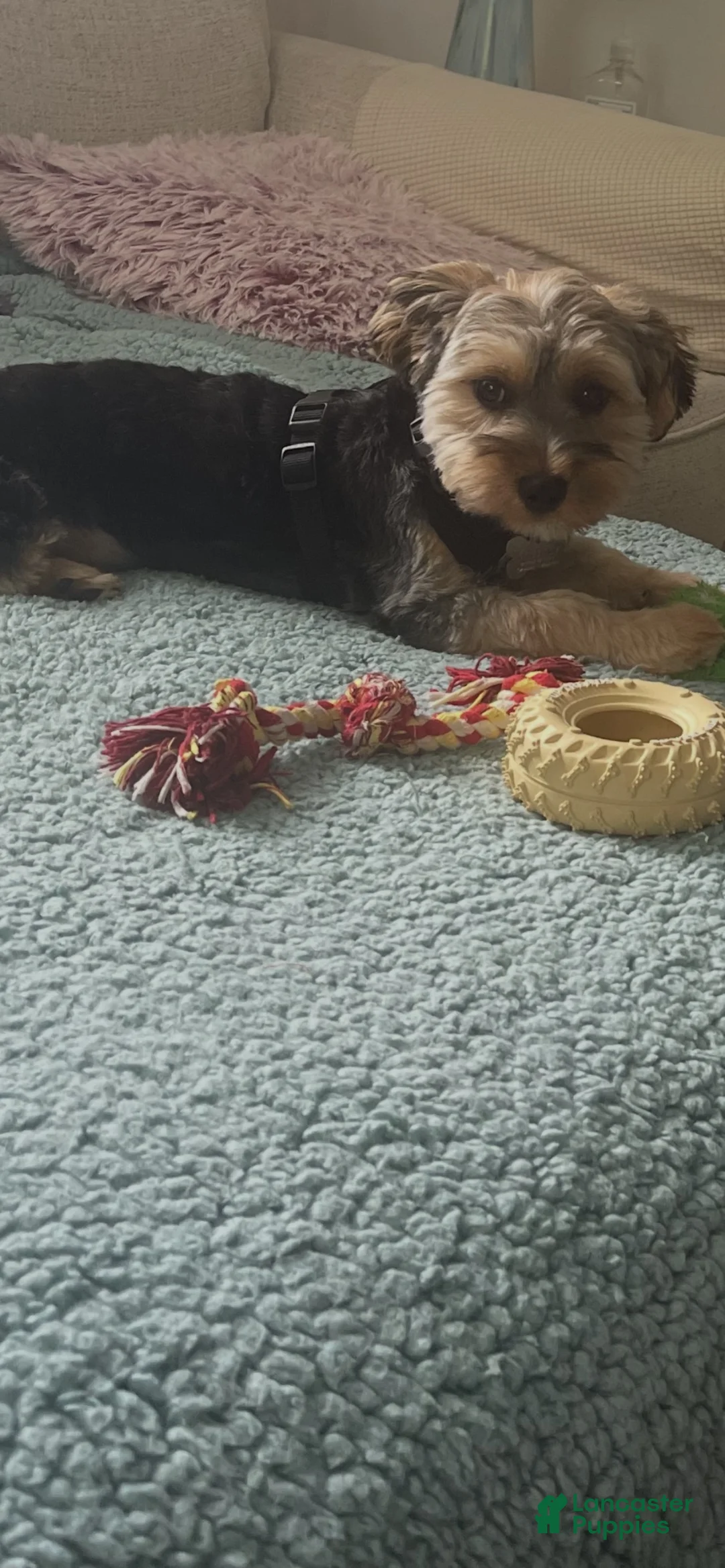Morkie dogs for sale: Buddy - Ad 2