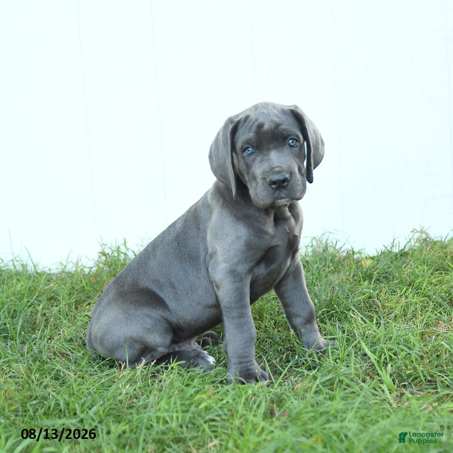 Cane Corso dogs Rodeo - Ad 1