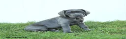 Cane Corso dogs for sale: Rodeo - Ad 6