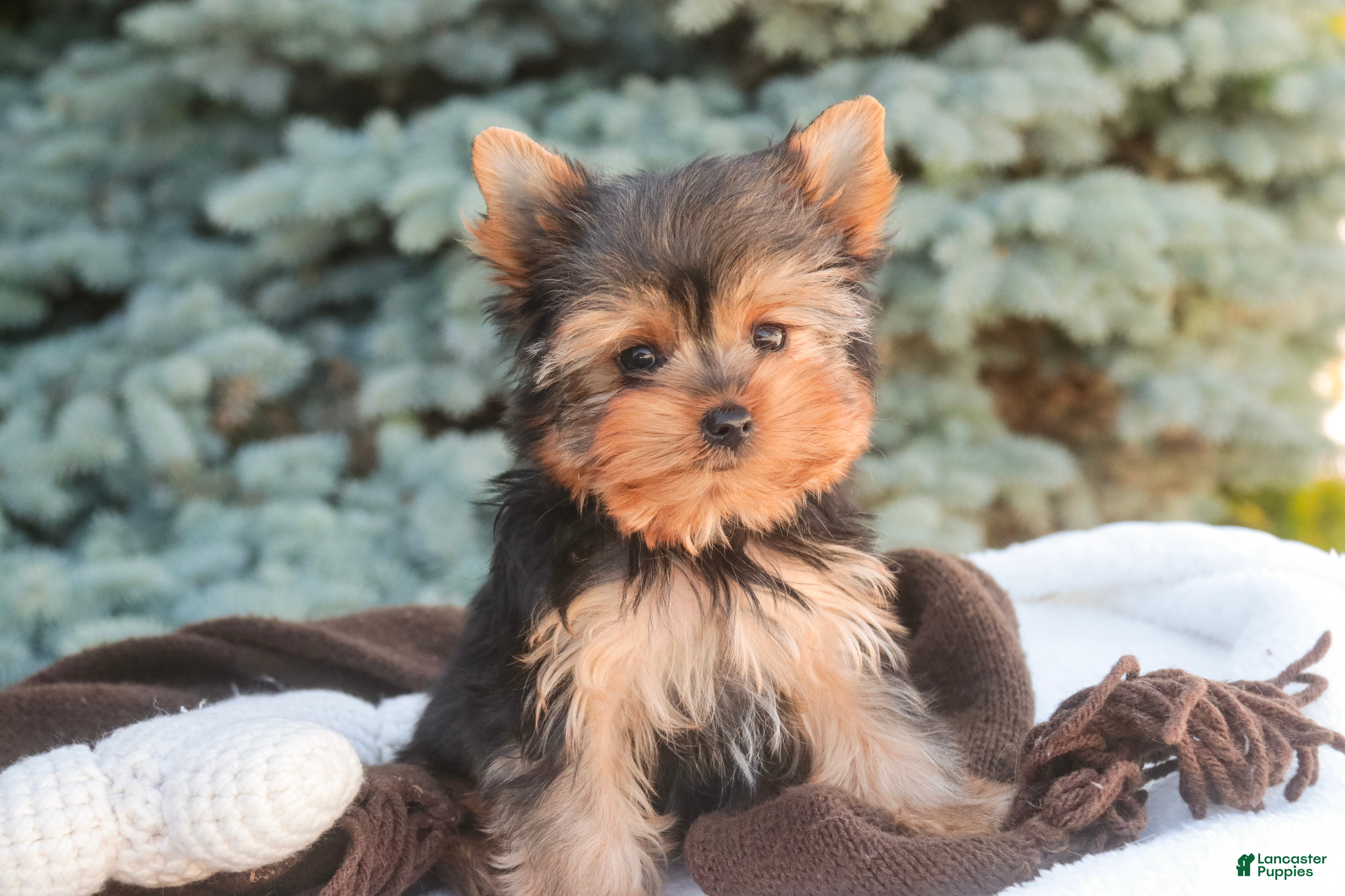 Yorkshire Terrier dogs Buckskin - Ad 2