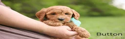 Goldendoodle dogs for sale: Button - Ad 5