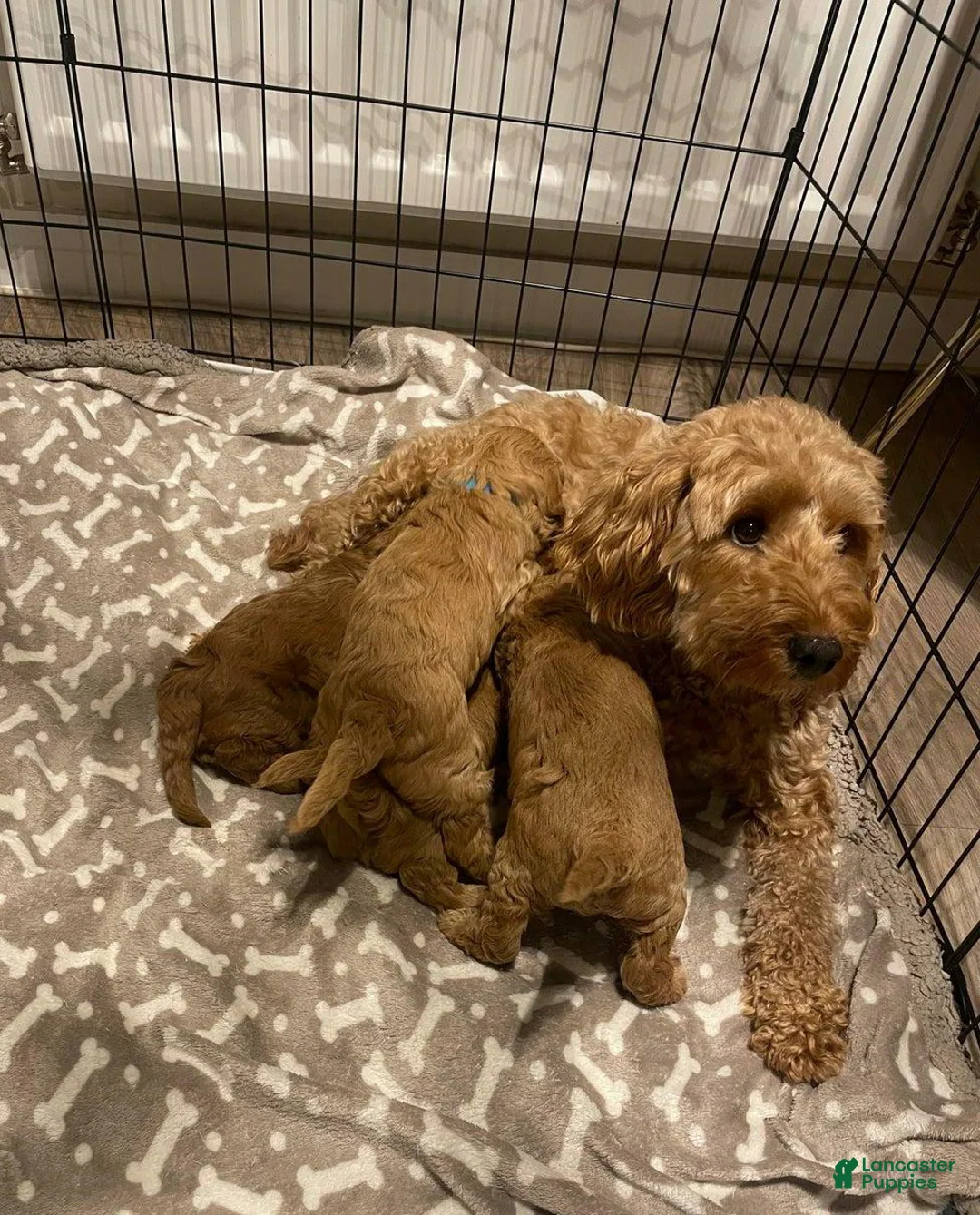 Cavapoo dogs for sale: Stella - Ad 2