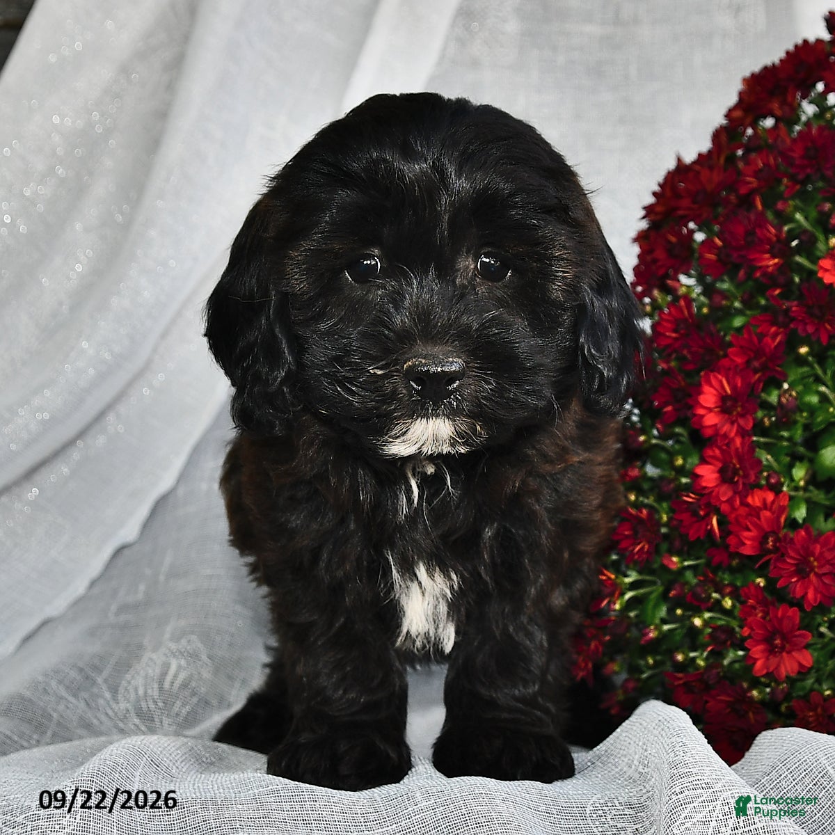 Shihpoo dogs Marissa  - Ad 2