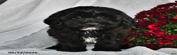 Shihpoo dogs for sale: Marissa  - Ad 2