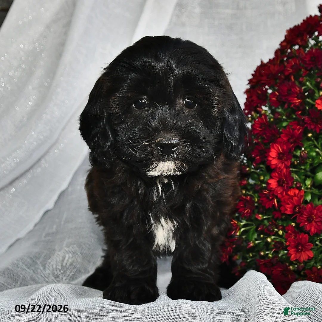 Shihpoo dogs for sale: Marissa  - Ad 2