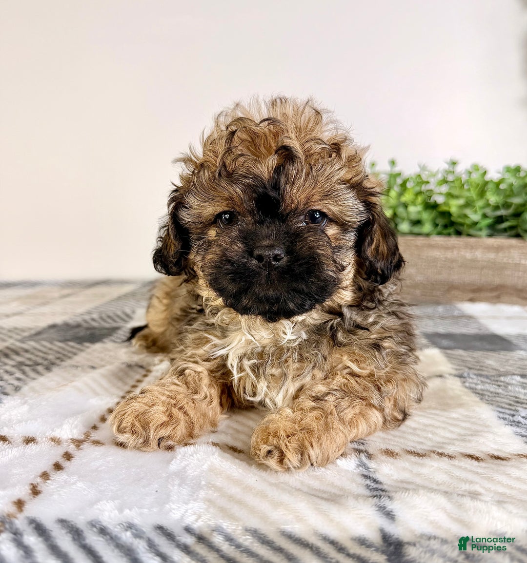 Malshi dogs for sale: Maggie - Ad 4