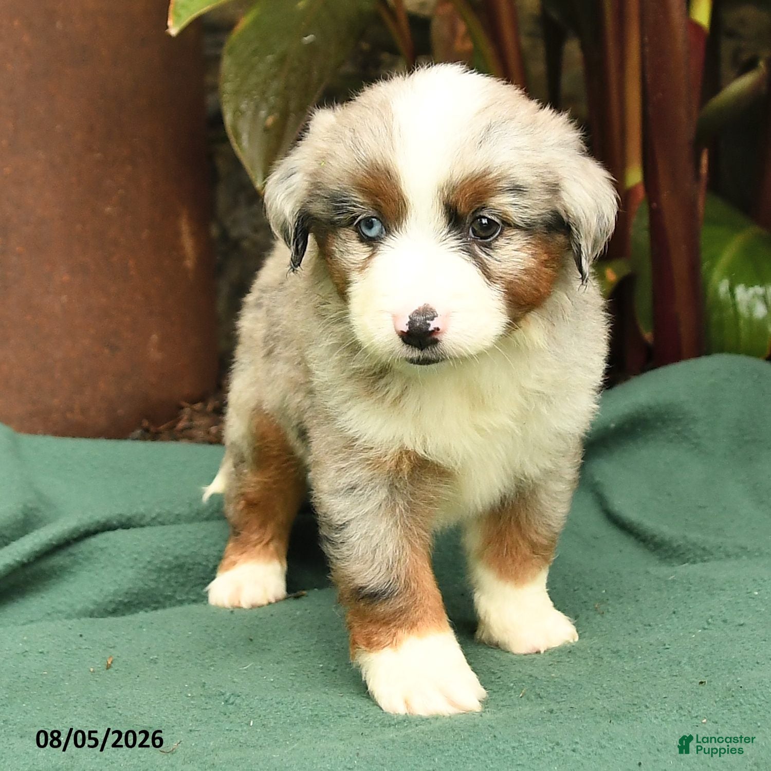 Miniature Australian Shepherd dogs Ranger - Ad 2