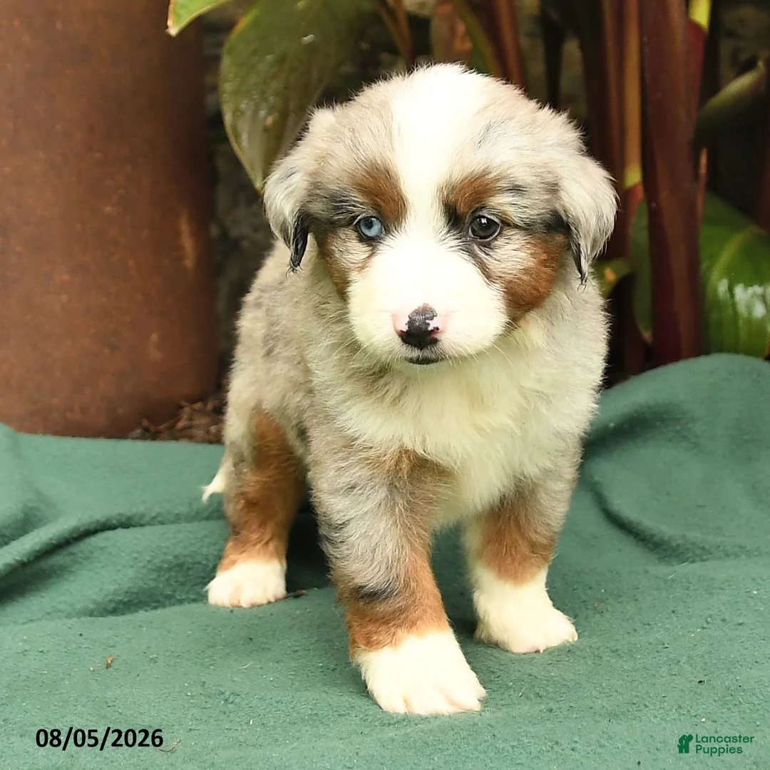 Miniature Australian Shepherd dogs for sale: Ranger - Ad 2