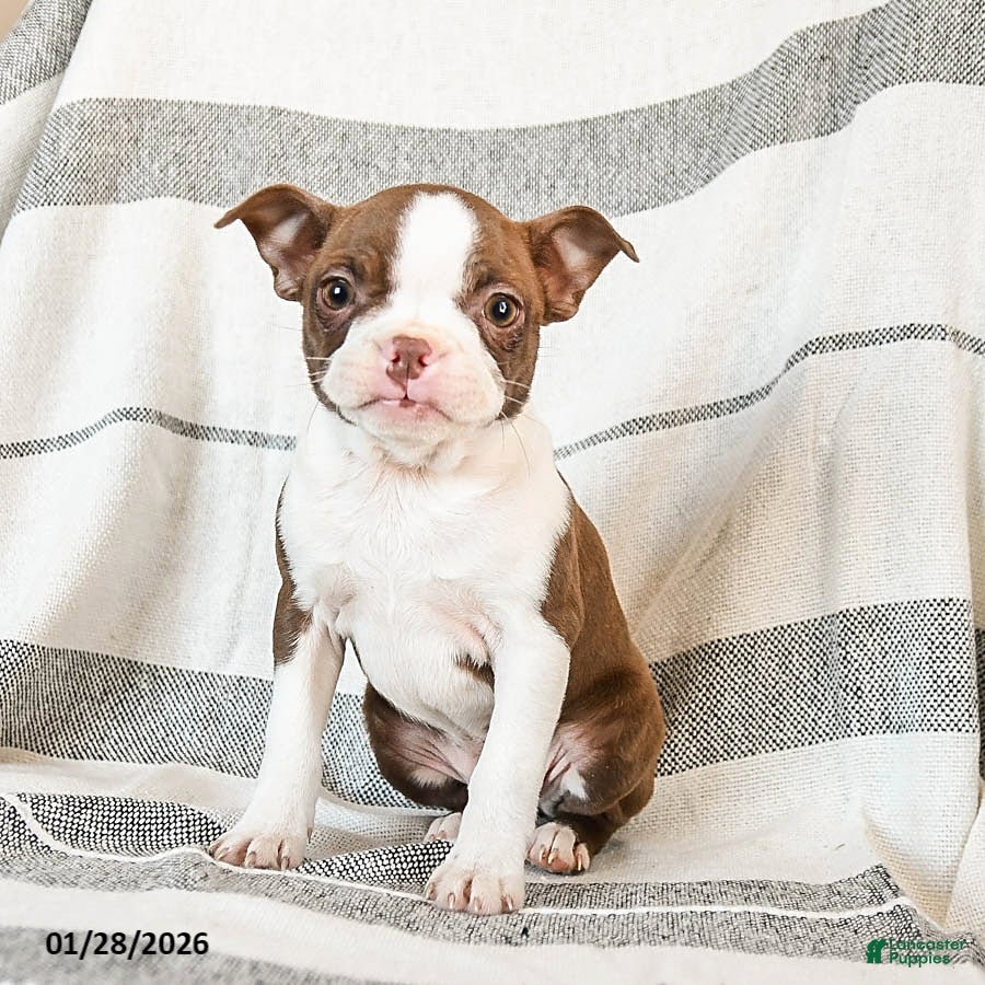 Boston Terrier dogs Luna  - Ad 3