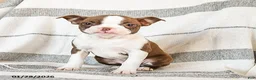 Boston Terrier dogs for sale: Luna  - Ad 1