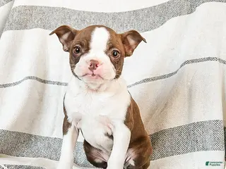 Boston Terrier dogs Luna - Ad 3