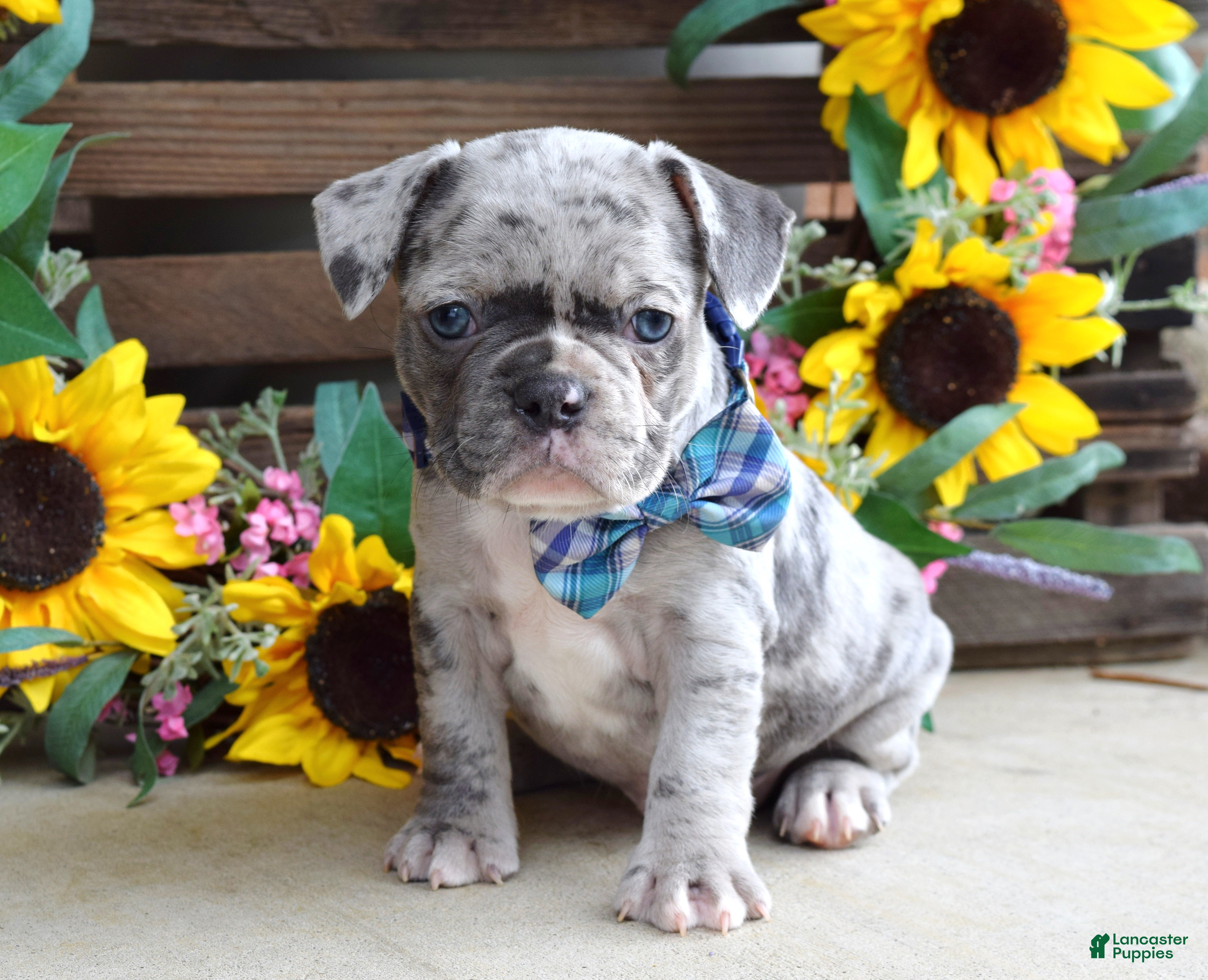 French Bulldog dogs Louie - Ad 1