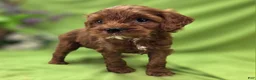 Cockapoo dogs for sale: Emily - Ad 6