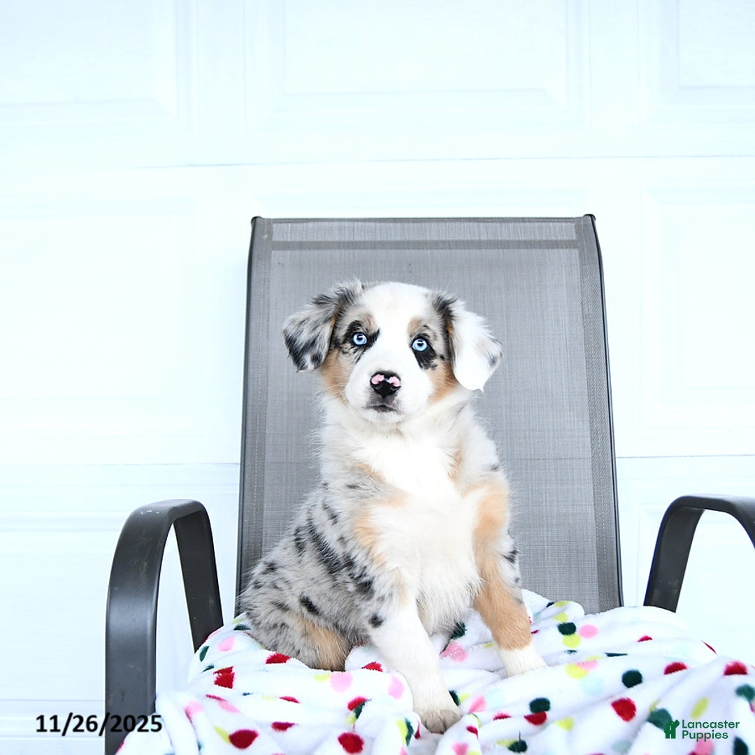 Australian Shepherd dogs for sale: Wyatt - Ad 1