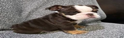 English Bulldog dogs for sale: Motley - Ad 2