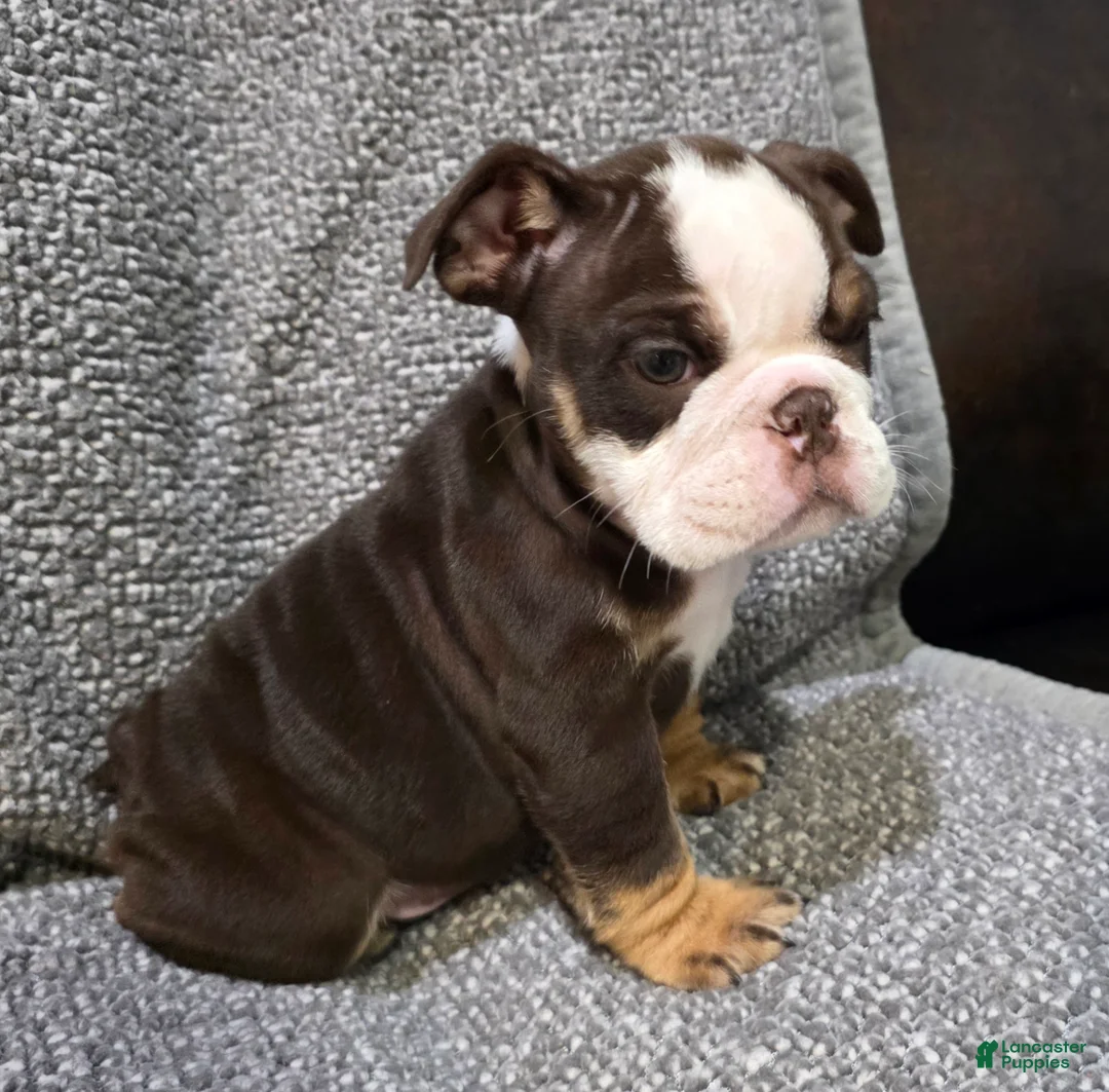 English Bulldog dogs for sale: Motley - Ad 2
