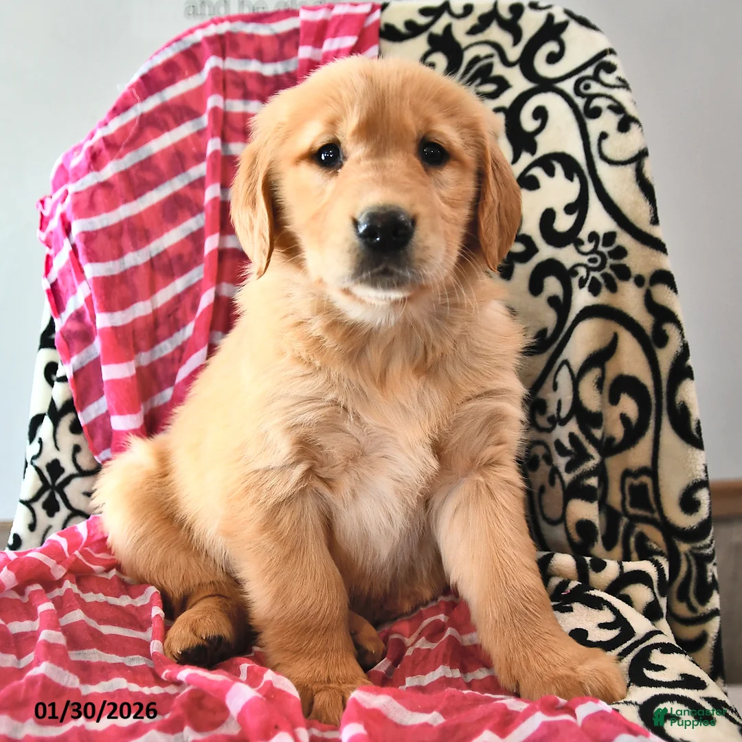 Golden Retriever dogs for sale: Heartdrop - Ad 2