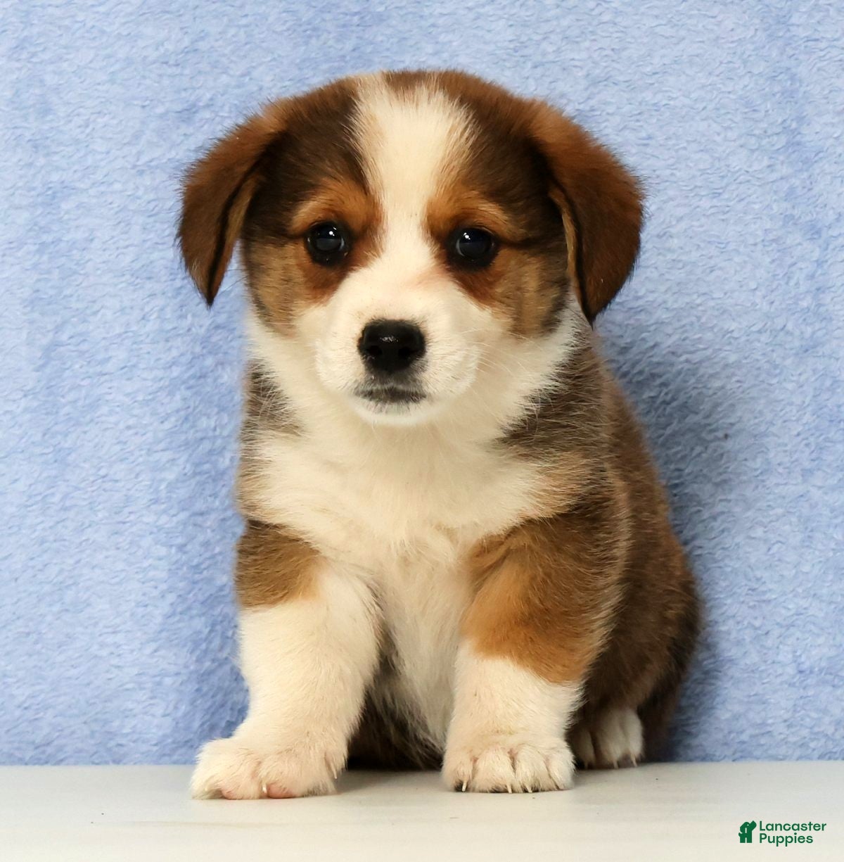 Mixed Breed dogs Dorsy - Ad 2