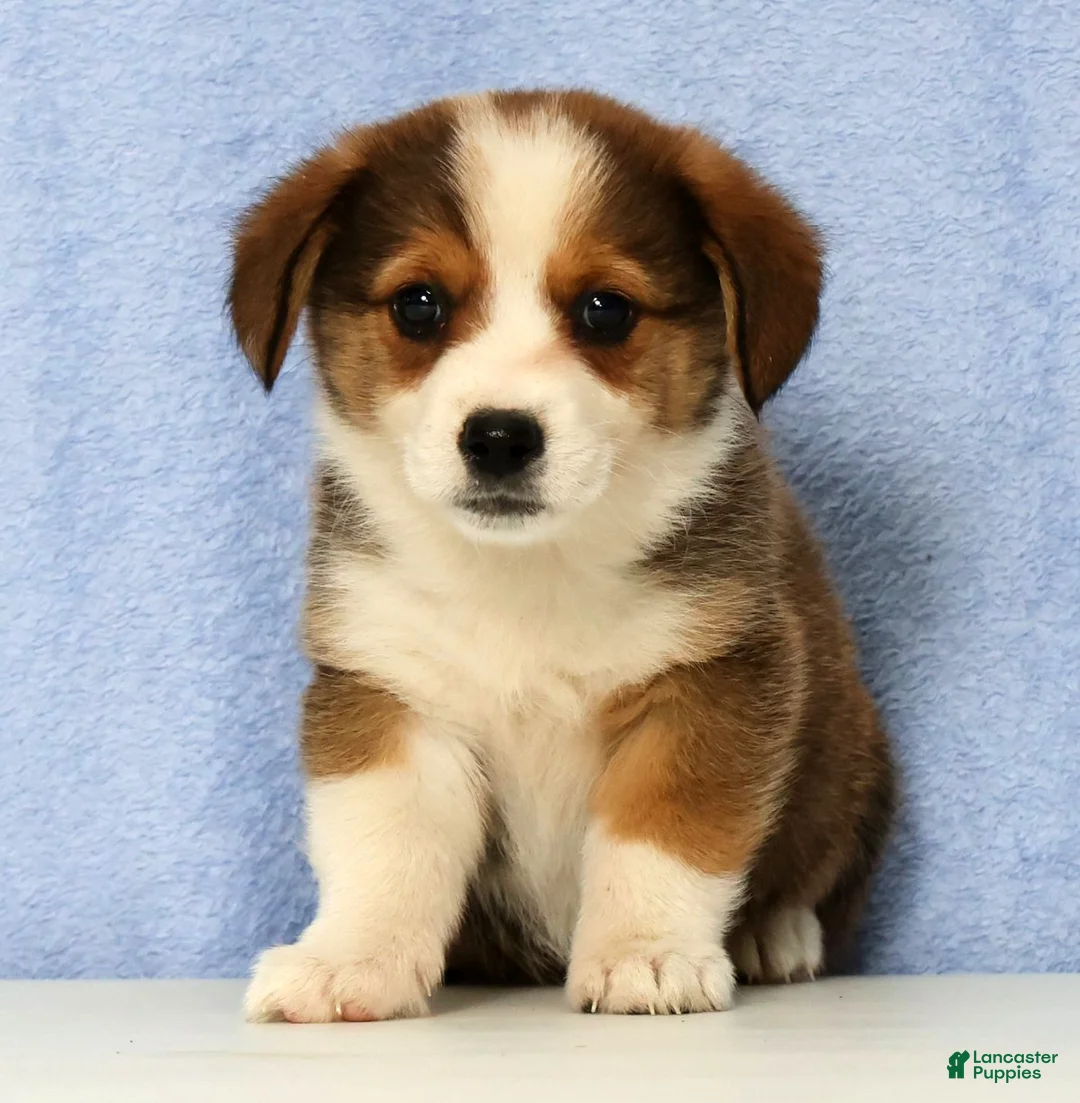 Mixed Breed dogs for sale: Dorsy - Ad 2