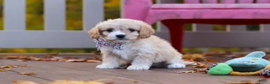 Cooper