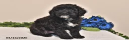 Miniature Poodle dogs for sale: Sparky - Ad 5