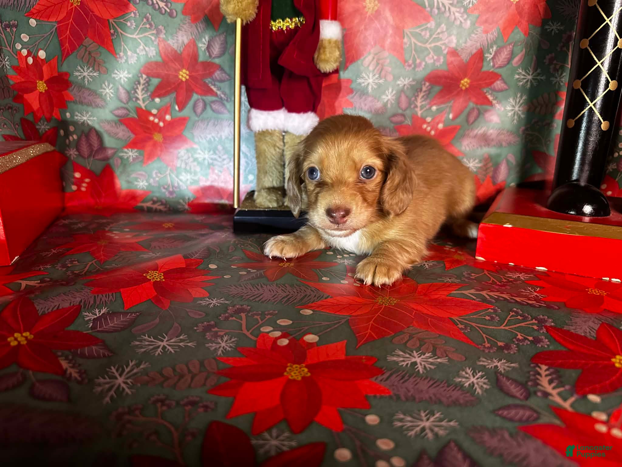 Dachshund dogs Bugs - Ad 26