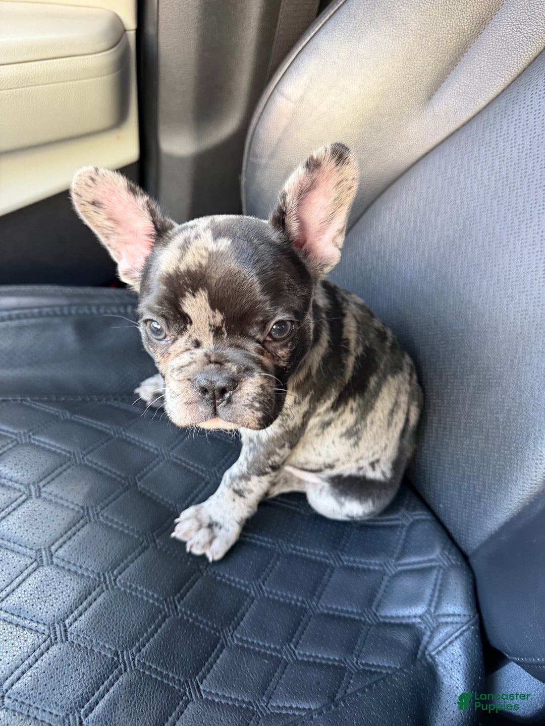 French Bulldog dogs for sale: Petey - Ad 4