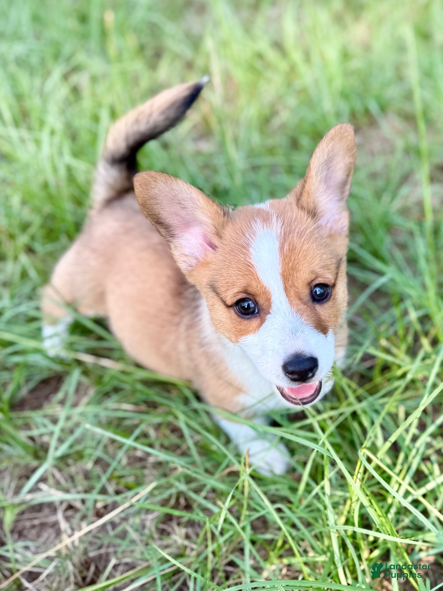 Pembroke Welsh Corgi (Pembroke Corgi, Male) in Gilbert, SC
