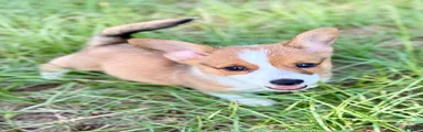 American Corgi 1