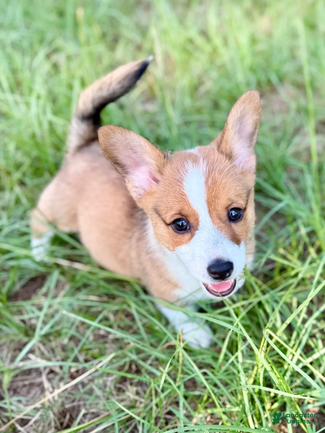American Corgi dogs for sale: American Corgi 1 - Ad 1