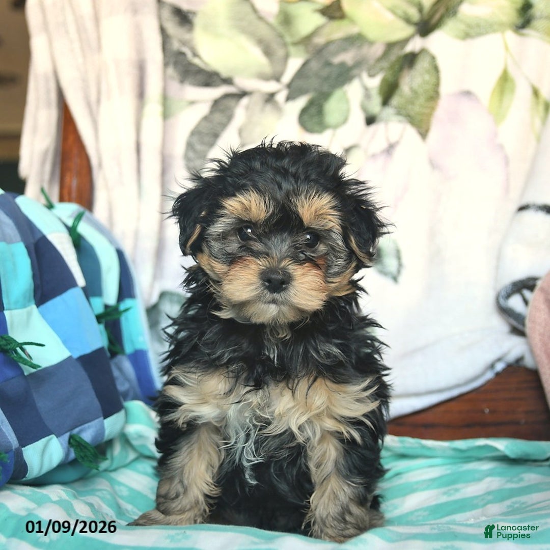 Morkie dogs for sale: Mason  - Ad 3