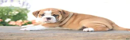Beabull dogs for sale: Lion - Ad 2