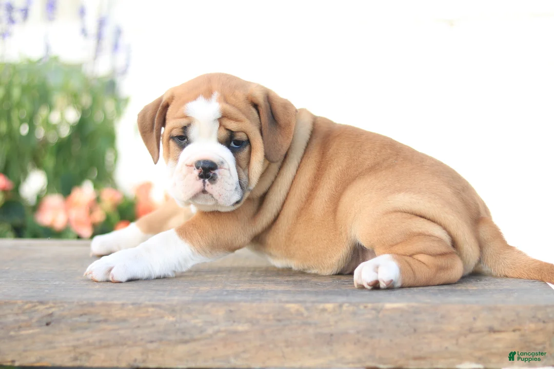 Beabull dogs for sale: Lion - Ad 2