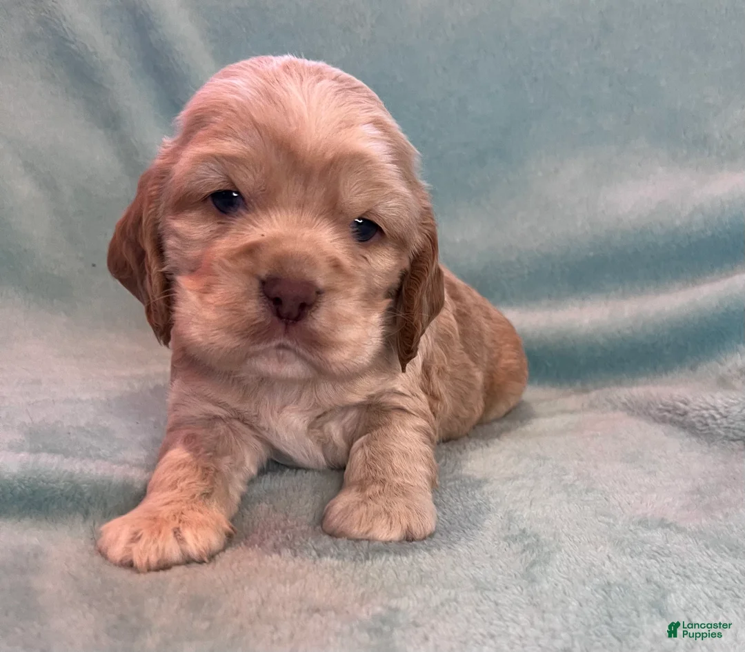 Cocker Spaniel dogs for sale: Buddy  - Ad 1